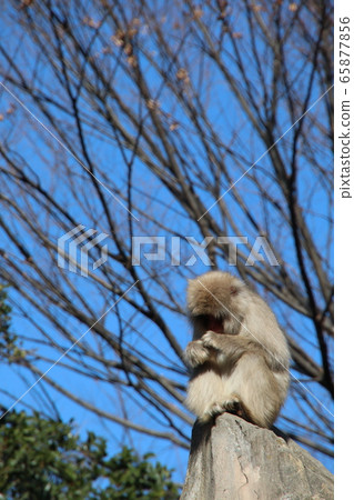 日本獼猴（上野動物園） 65877856