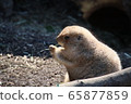 草原土撥鼠（上野動物園） 65877859