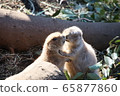 草原土撥鼠夫婦（上野動物園） 65877860