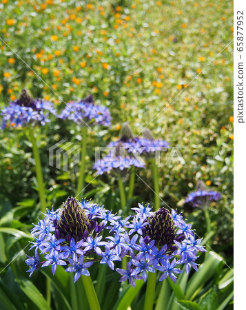 西拉·佩魯維亞娜園藝 西拉·佩魯維亞娜園藝 65877952