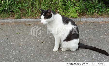 cat cat 65877990