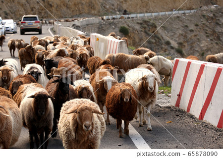 A flock of sheep rushing into the road of the Gongko Highway. 2019/8/30 65878090