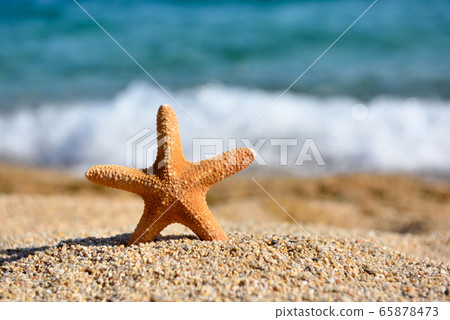 A starfish on the beach 65878473