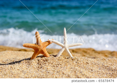 Beautiful sea stars on the beach 65878474