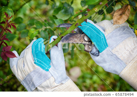 Pruning roses in the garden 65878494