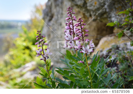 Burning-bush, False Dittany or White Dittany 65878506