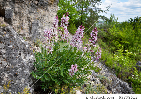 Burning-bush, False Dittany or White Dittany 65878512