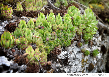 Attractive rosettes of Sempervivum ruthenicum, 65878513