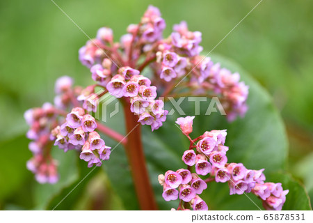 Pink flowers of Bergenia crassifolia 65878531