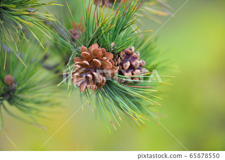 Pine branch with cones on a natural background 65878550