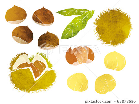 Chestnut Peel Chestnut Leaf Material Illustration (Watercolor) 65878680