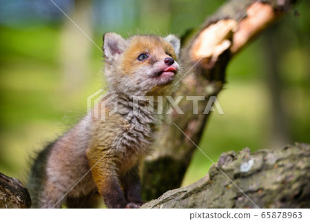 Red fox (Vulpes vulpes), small cute cub 65878963