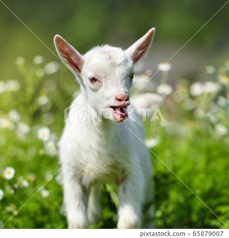 White little goat standing on green grass White little goat standing on green grass 65879007