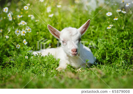 White little goat resting on green grass White little goat resting on green grass 65879008