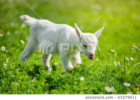 White little goat standing on green grass  65879011