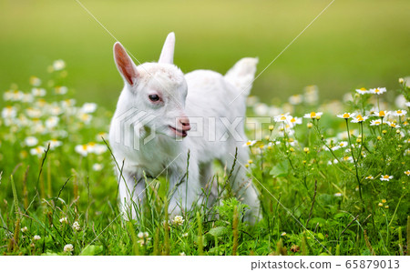 White little goat standing on green grass 65879013