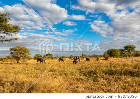 Grasslands and blue sky in Tarangire National Park, Tanzania 65879350