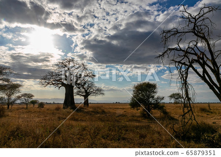 Baobab trees and sky growing in Tarangire National Park, Tanzania 65879351