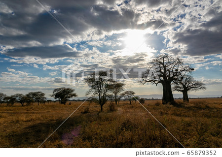 Baobab trees and sky growing in Tarangire National Park, Tanzania 65879352
