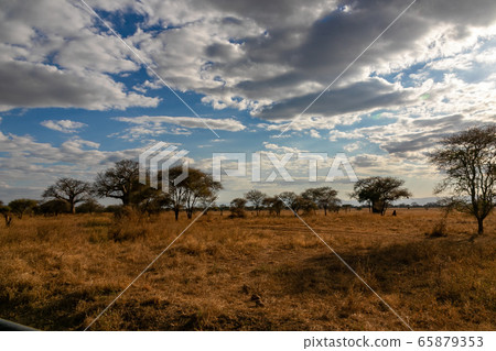 Grasslands and blue sky in Tarangire National Park, Tanzania 65879353