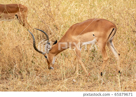 Impalas I met in Tarangire National Park, Tanzania Impalas I met in Tarangire National Park, Tanzania 65879671