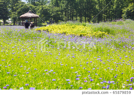Wild flowers in the park Wild flowers in the park 65879859
