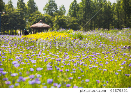Wild flowers in the park 65879861