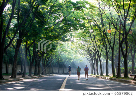 Park at dawn with light 65879862