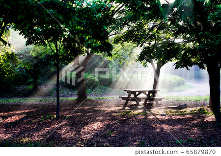 Park at dawn with light 65879870