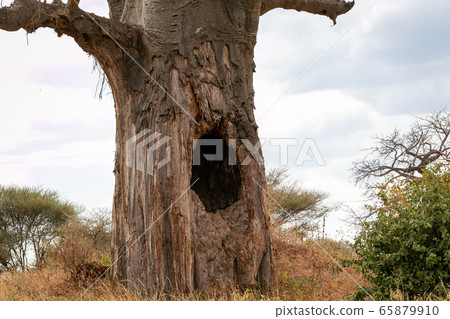 猴麵包樹在坦桑尼亞塔蘭吉雷國家公園的樹幹上有一個洞 65879910