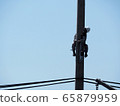 electrician man working at height and dangerous ,high voltage power line maintenance 65879959