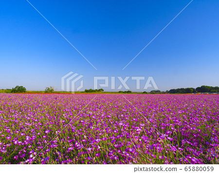 [Sa玉]小野麥石竹場 65880059