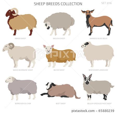 Sheep breeds collection 2. Farm animals set. Flat