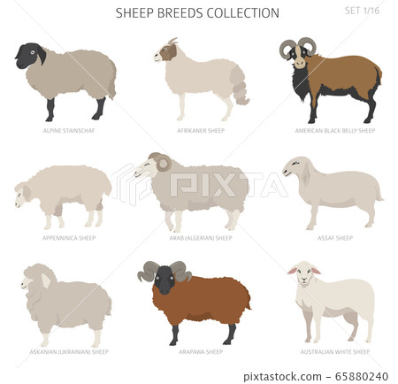 Sheep breeds collection 1. Farm animals set. Flat 65880240