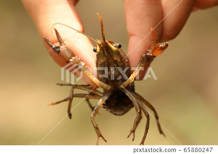 Crawfish Waterside Creature Freshwater Summer Vacation Fun 65880247