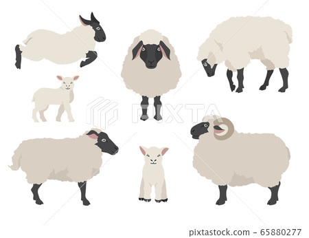 Sheep poses collection. Farm animals set. Flat 65880277