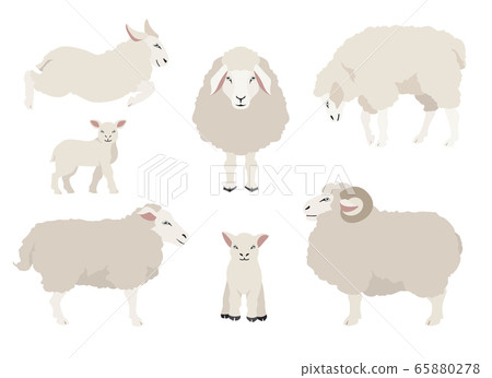 Sheep poses collection. Farm animals set. Flat Sheep poses collection. Farm animals set. Flat 65880278