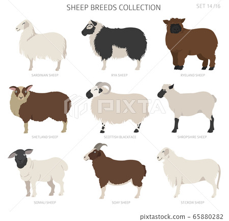 Sheep breeds collection 14. Farm animals set. Flat Sheep breeds collection 14. Farm animals set. Flat 65880282