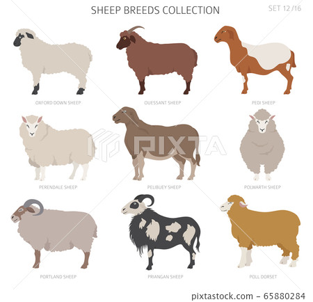 Sheep breeds collection 12. Farm animals set. Flat Sheep breeds collection 12. Farm animals set. Flat 65880284