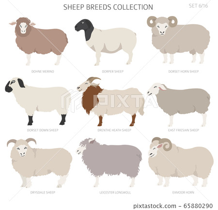 Sheep breeds collection 6. Farm animals set. Flat Sheep breeds collection 6. Farm animals set. Flat 65880290