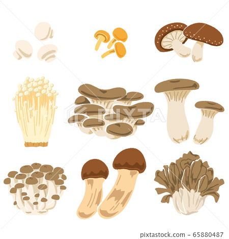 Illustration of various mushrooms 65880487