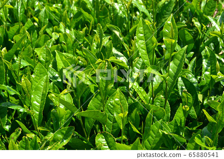 八女中央茶園:天文台的廣闊綠茶園景觀 八女中央茶園:天文台的廣闊綠茶園景觀 65880541