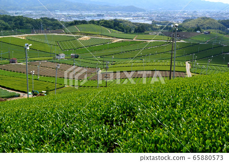 八女中央茶園:天文台的廣闊綠茶園景觀 八女中央茶園:天文台的廣闊綠茶園景觀 65880573