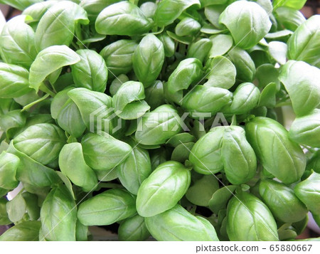 basil basil 65880667