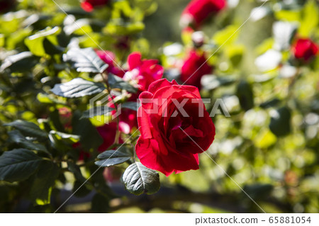 Red early summer roses 65881054