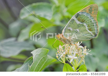 Silver washed Fritillary underwing butterfly 65881099