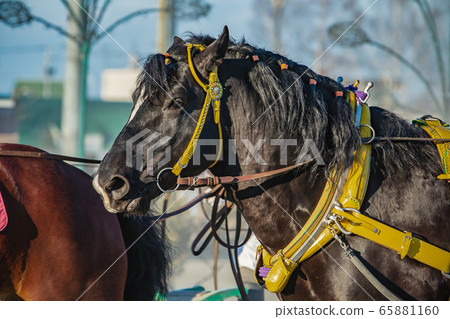 Banei Horse Racing (Hokkaido) 65881160