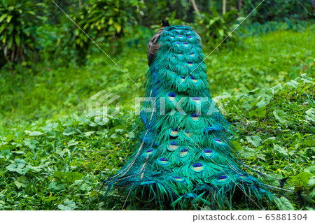 A beautiful manicured peacock walks in a green A beautiful manicured peacock walks in a green 65881304