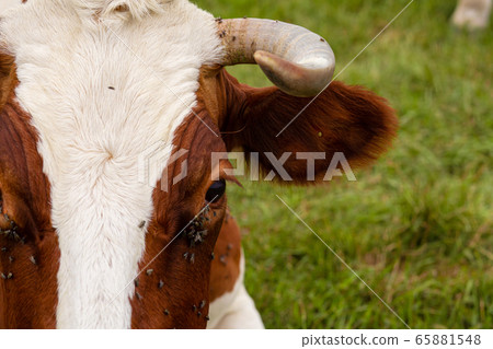 Close-up of a cow attacked by flies. Parasites 65881548