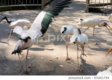 A flock of milk storks feeds in a bird park A flock of milk storks feeds in a bird park 65881794
